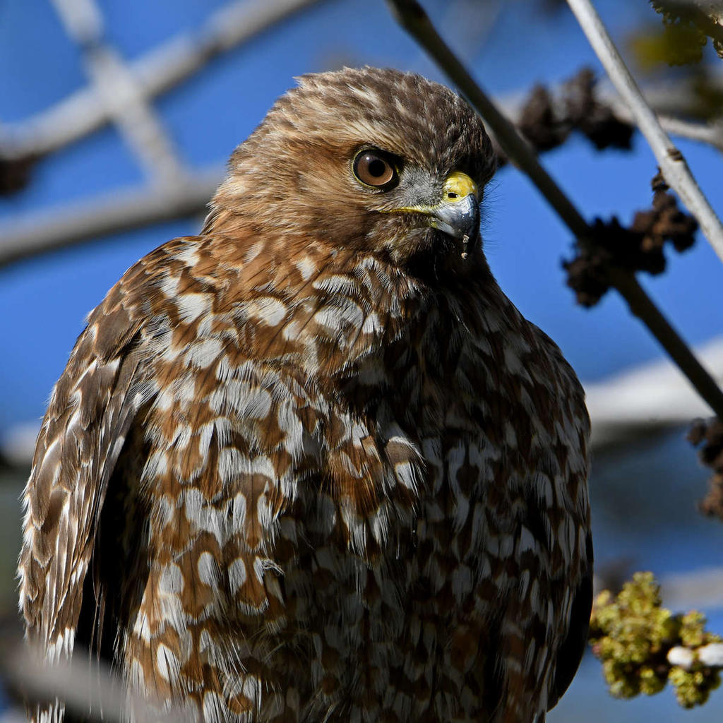 Hawk.jpg