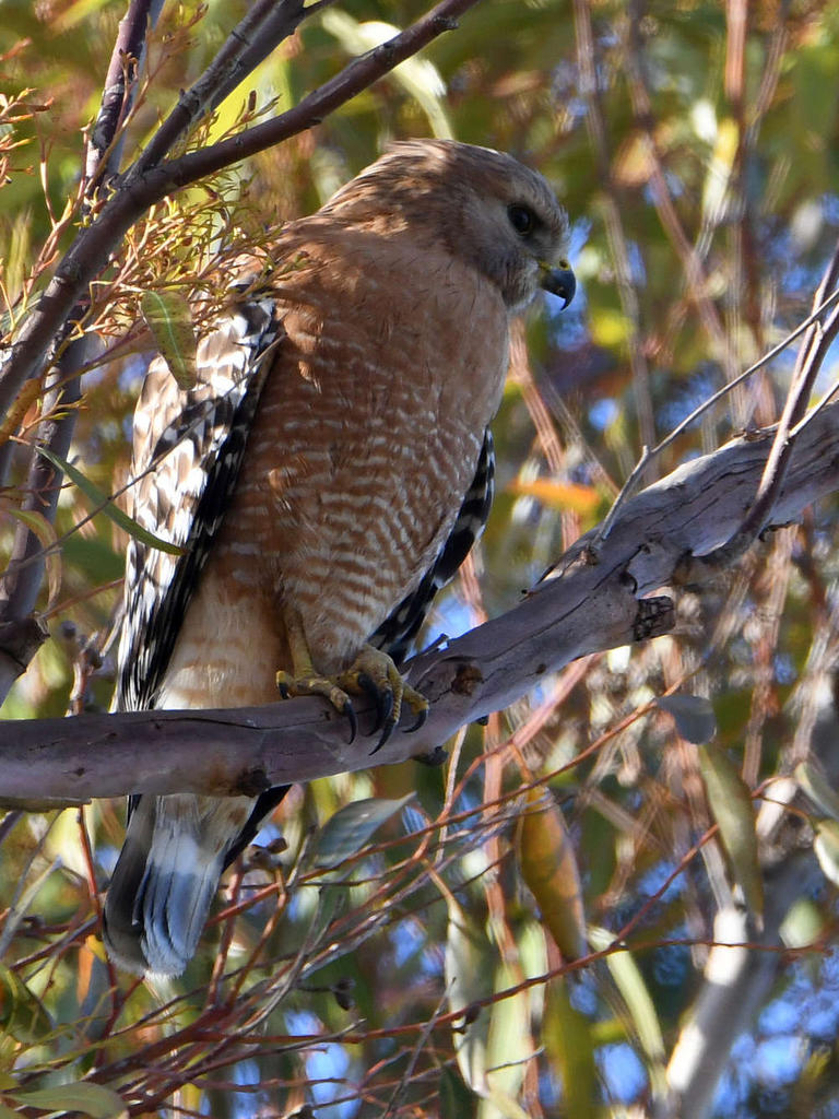 Hawk.jpg