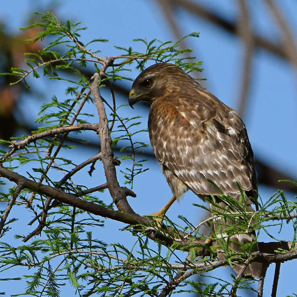 Hawk.jpg