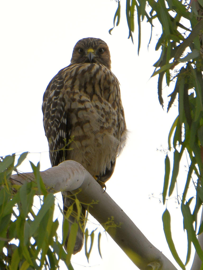 Hawk.jpg