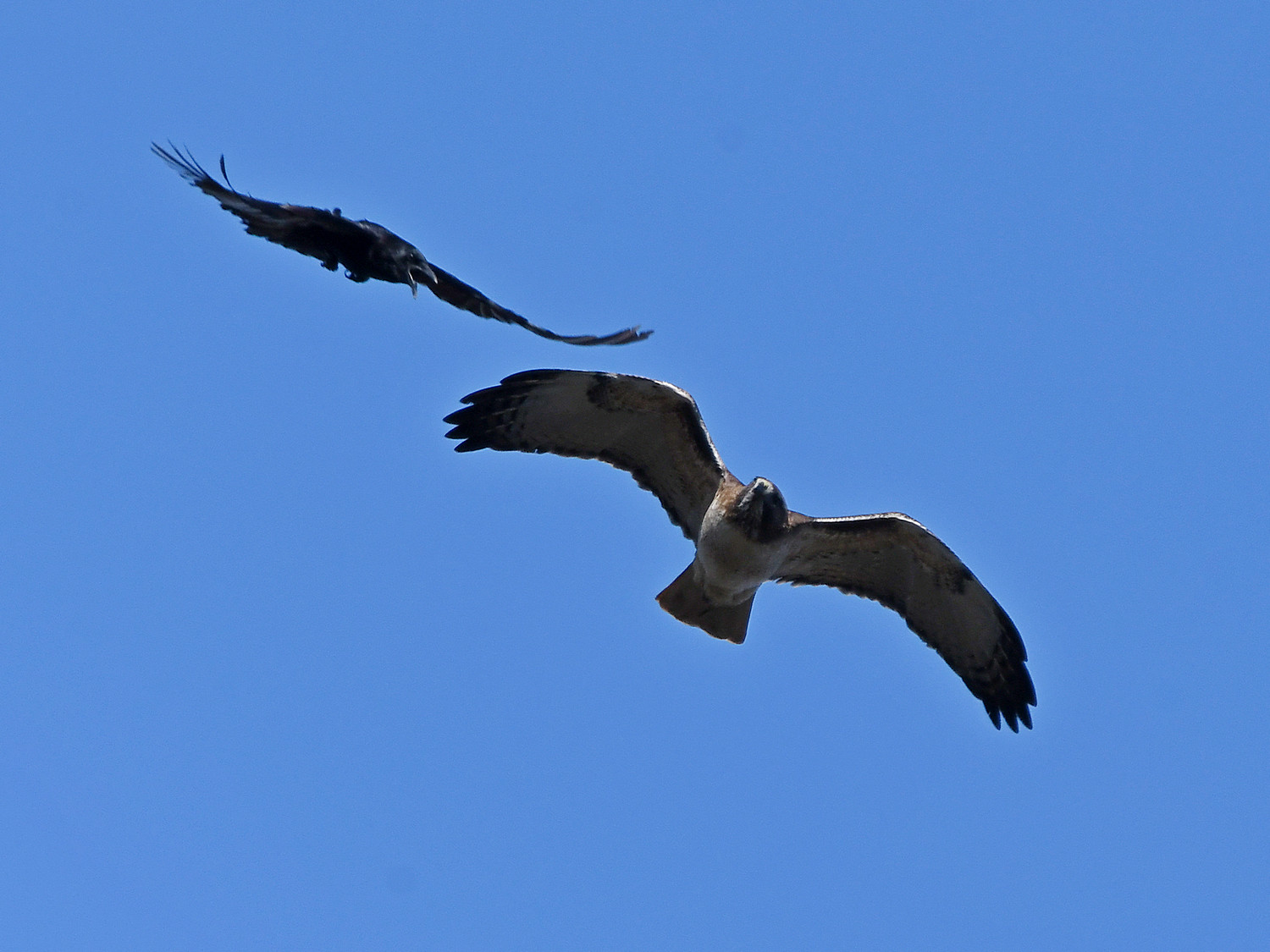 Hawk.jpg