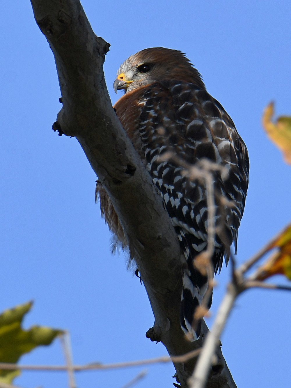 Hawk.jpg