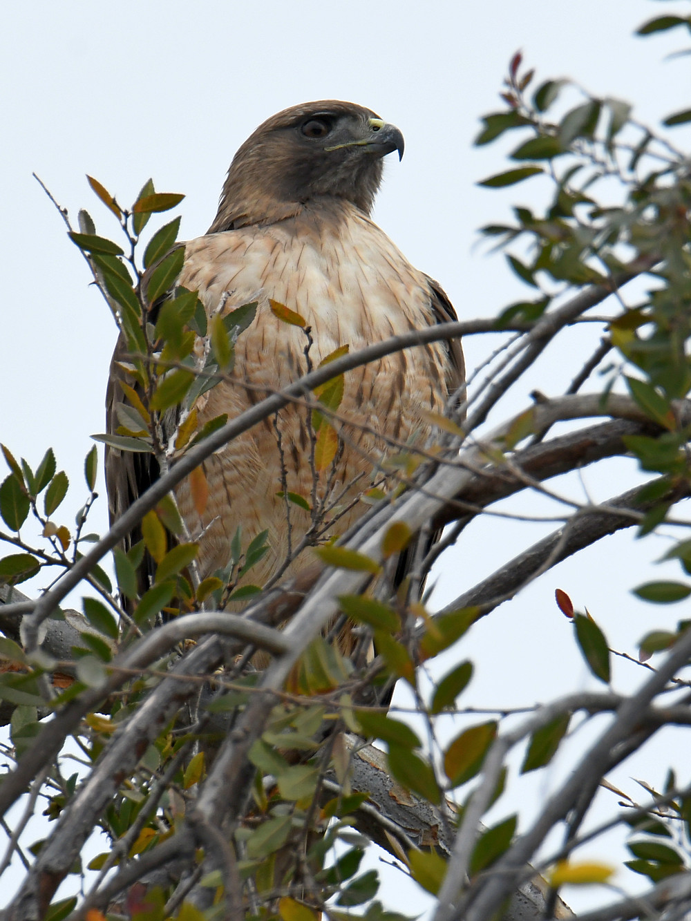 Hawk.jpg