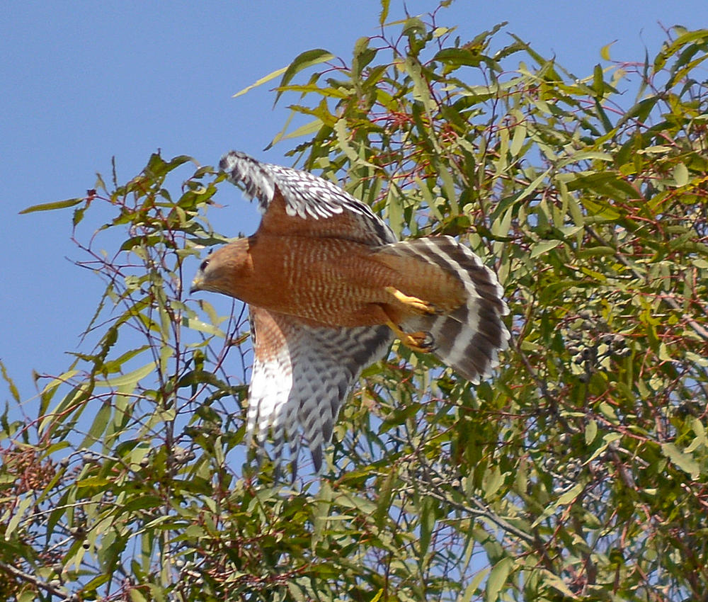 Hawk.jpg
