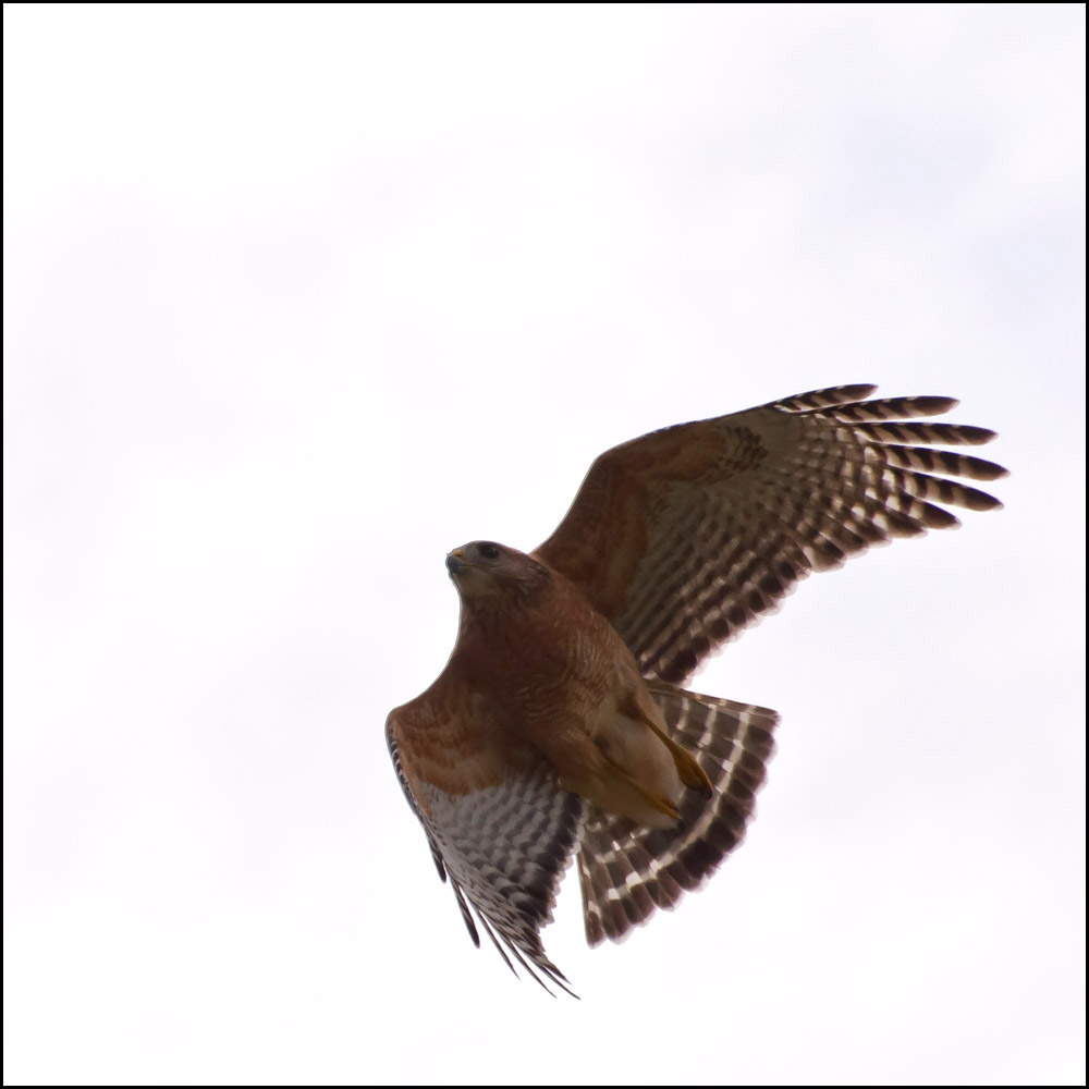 hawk.jpg