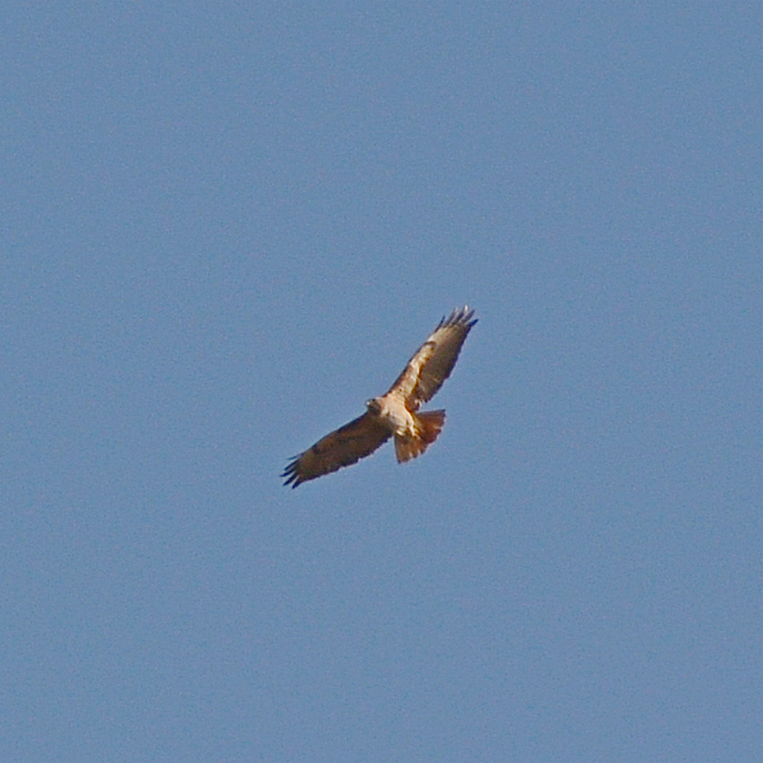 Hawk.jpg