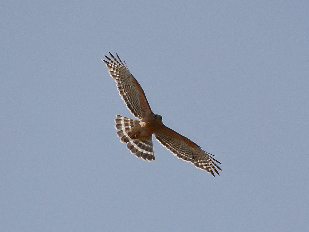 Hawk.jpg
