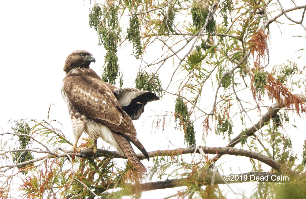 Hawk N 500_0661.jpg