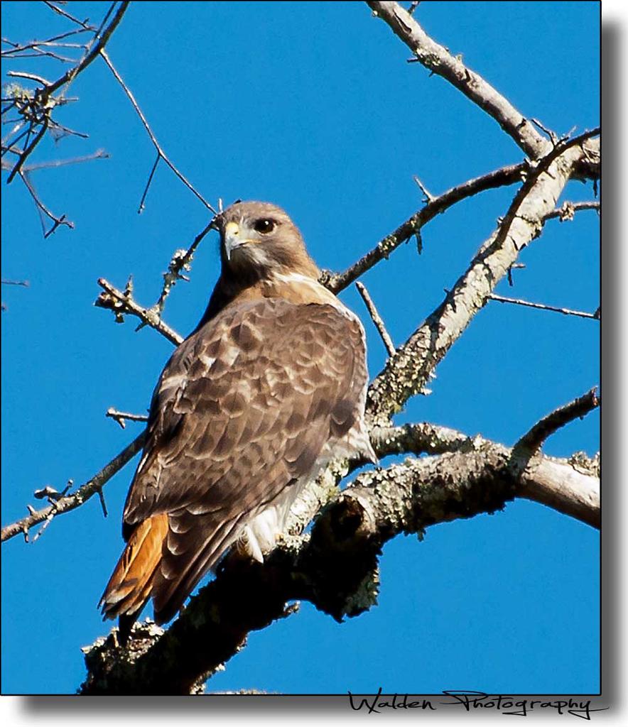 Hawk Perched 1.jpg