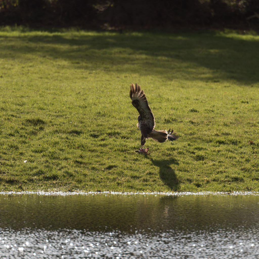 Hawk v Rabbit-1.jpg