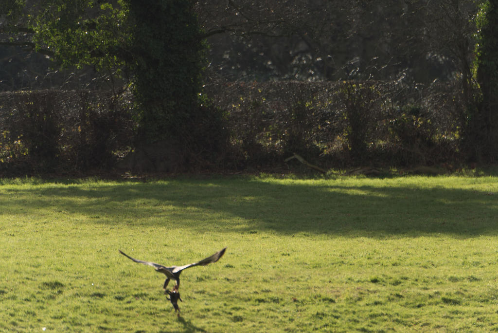 Hawk v Rabbit-2.jpg
