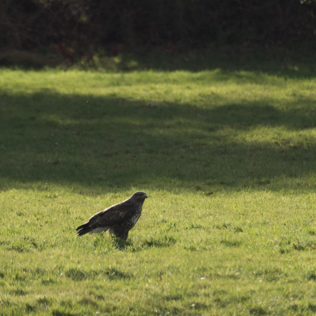 Hawk v Rabbit-4.jpg