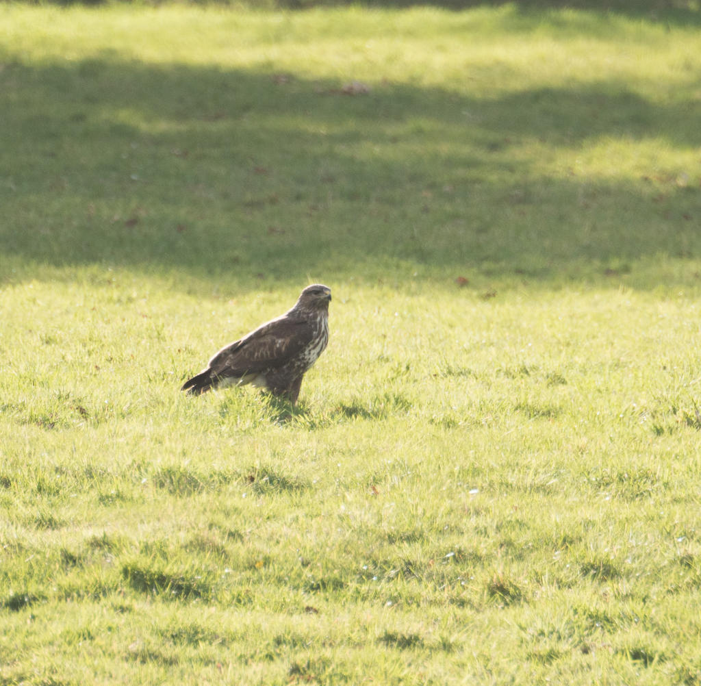 Hawk v Rabbit-6.jpg