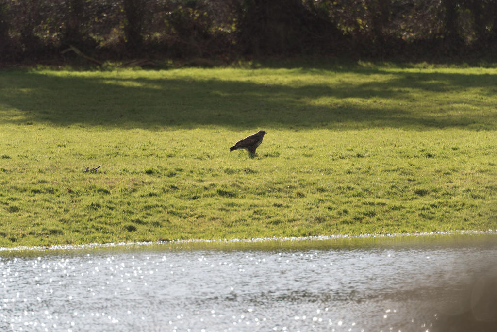 Hawk v Rabbit-7.jpg
