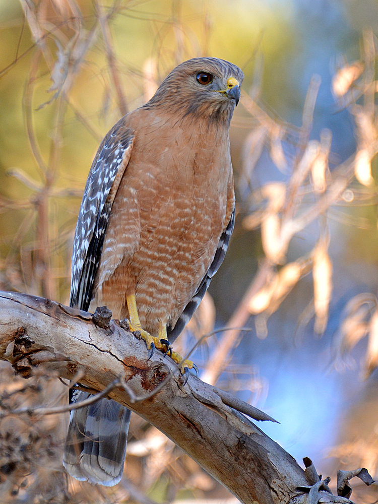 Hawk10.jpg