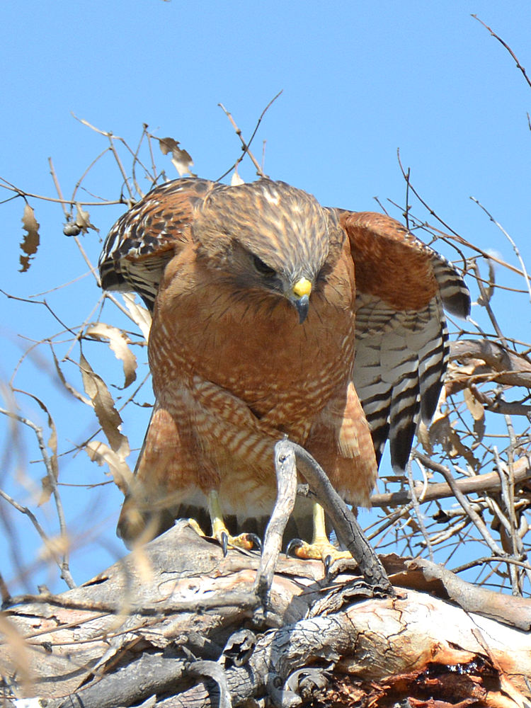 Hawk10.jpg