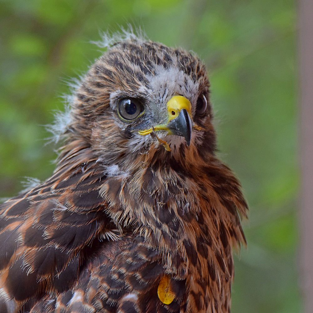 Hawk10.jpg