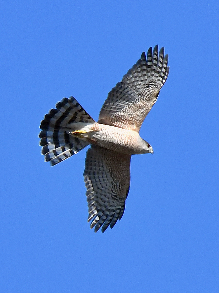 Hawk10.jpg