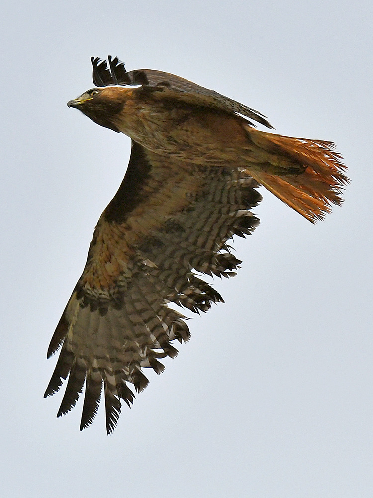 Hawk10.jpg