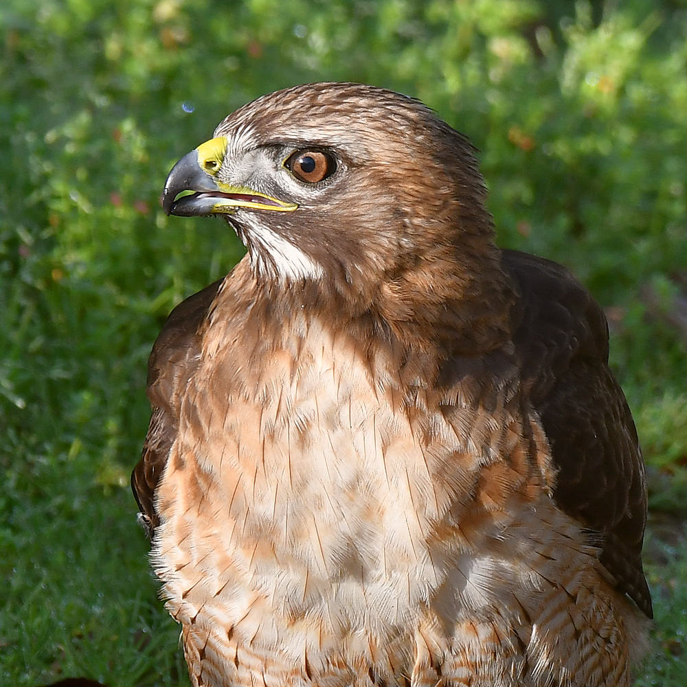 Hawk10.jpg