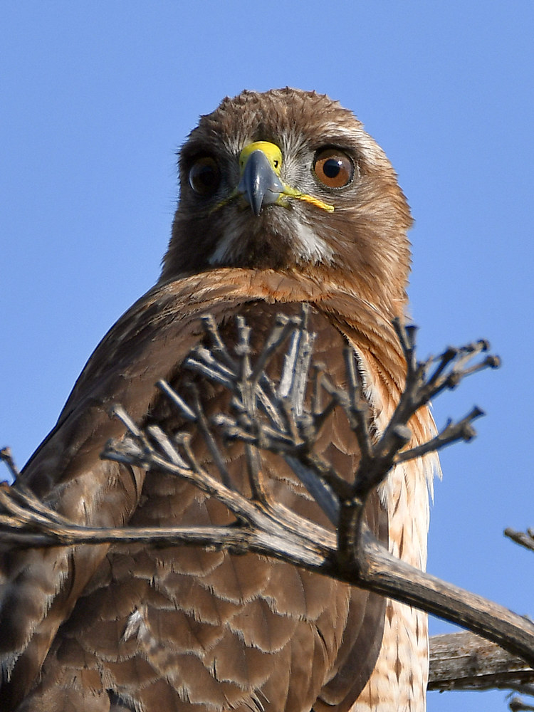 Hawk10.jpg