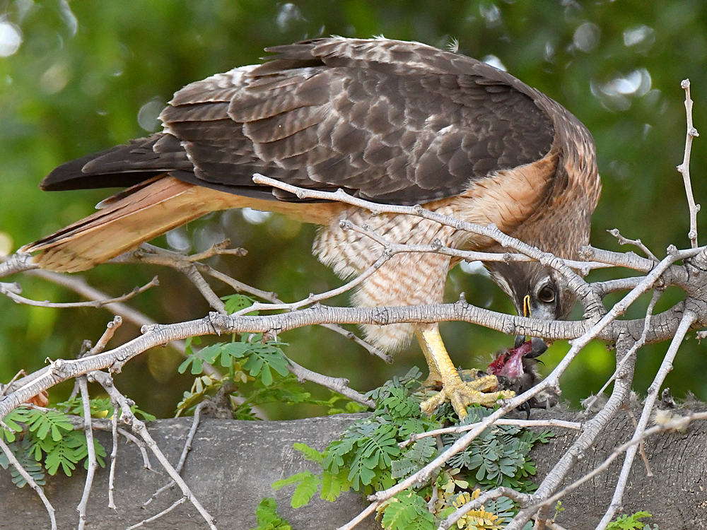 Hawk10.jpg
