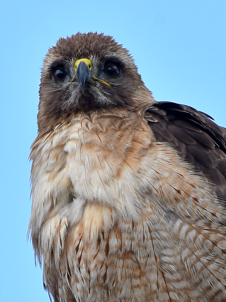 Hawk10.jpg