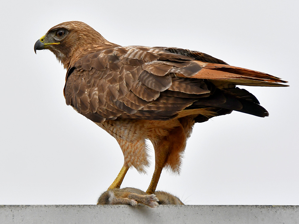 Hawk10.jpg