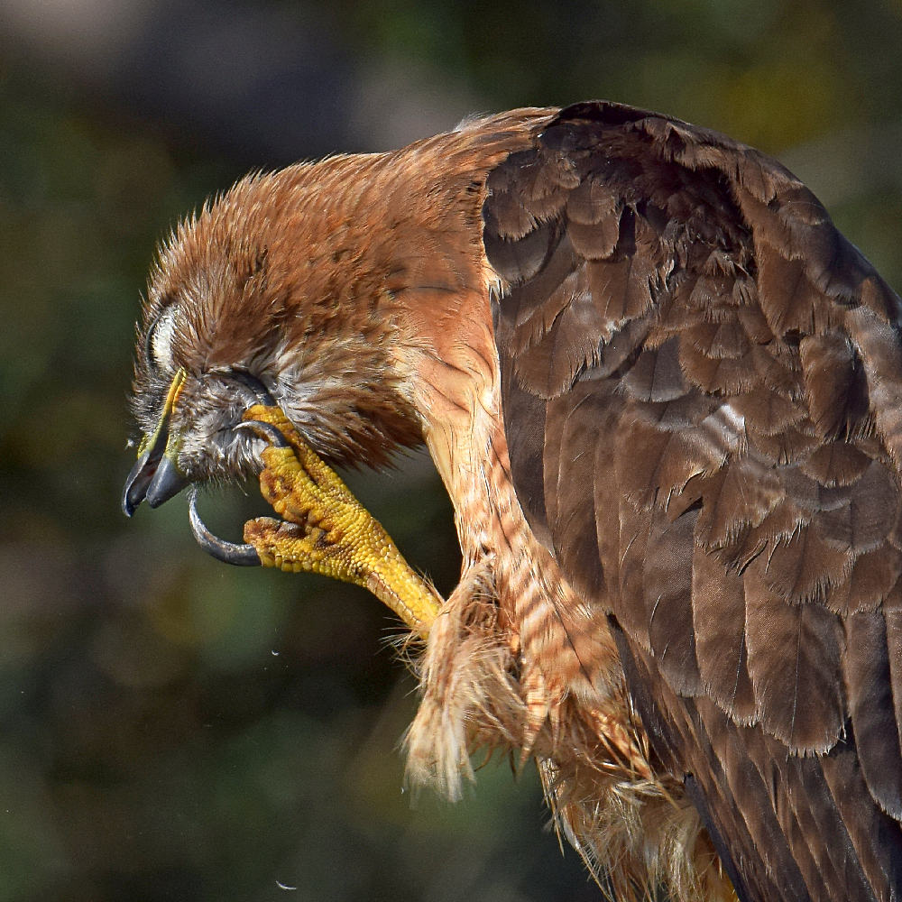 Hawk10.jpg