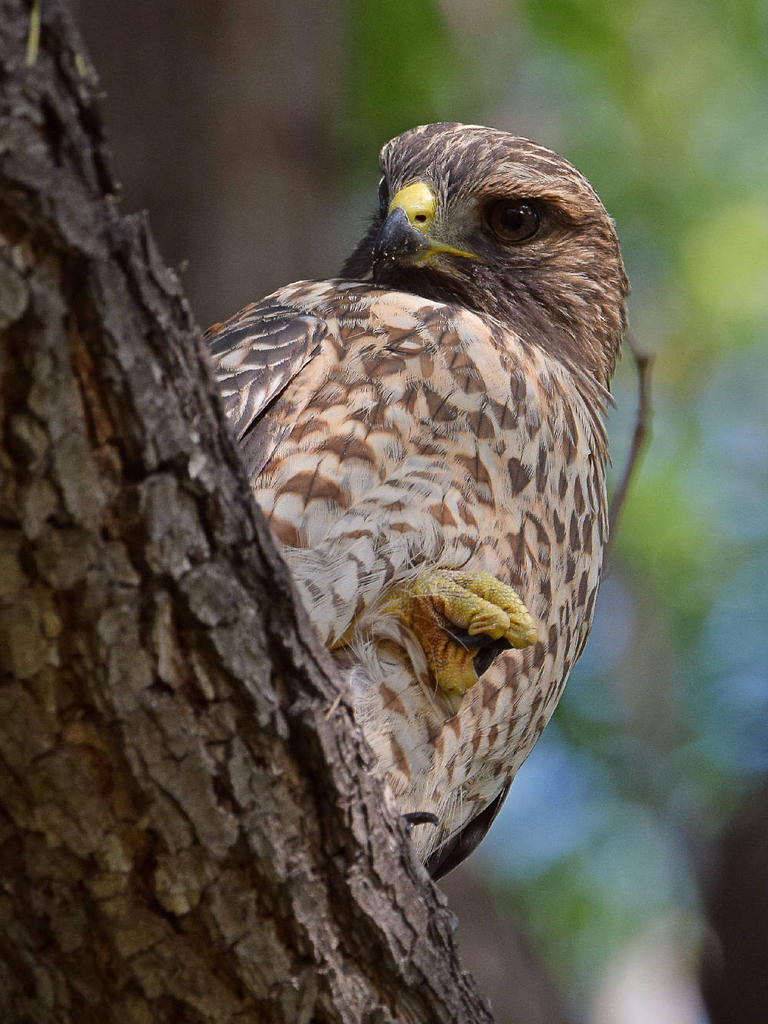Hawk10.jpg