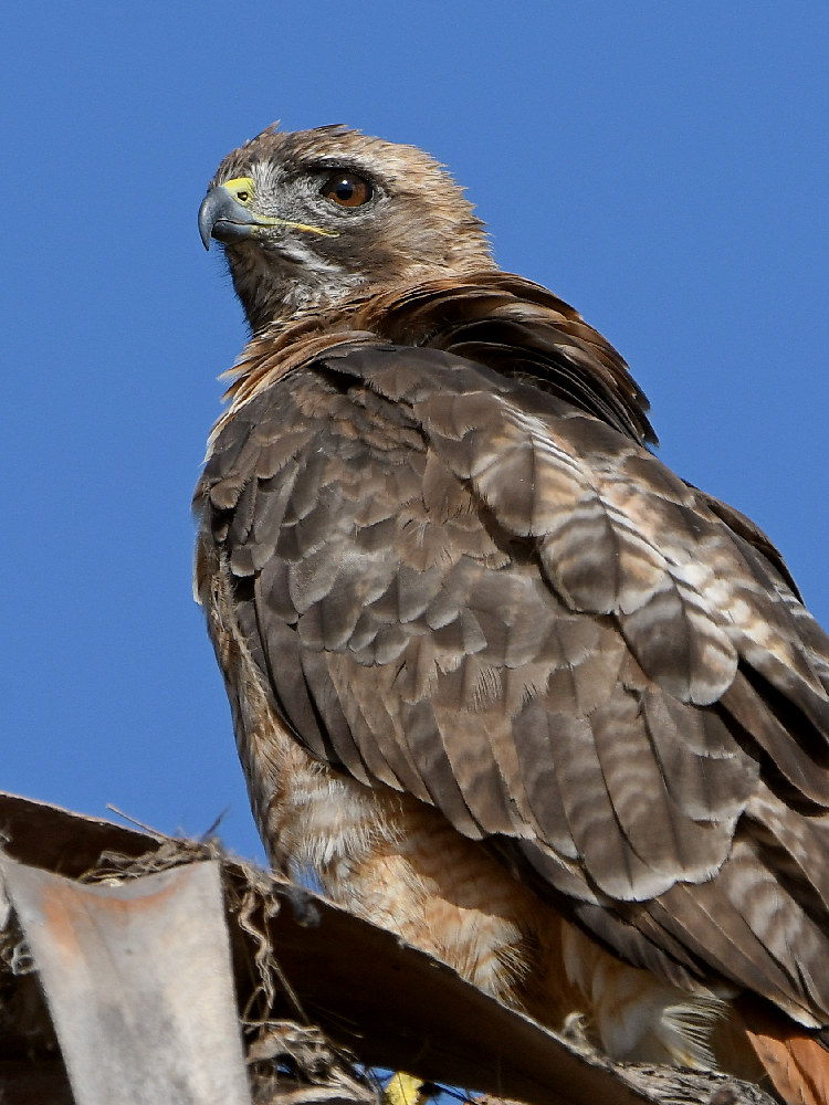 Hawk10.jpg