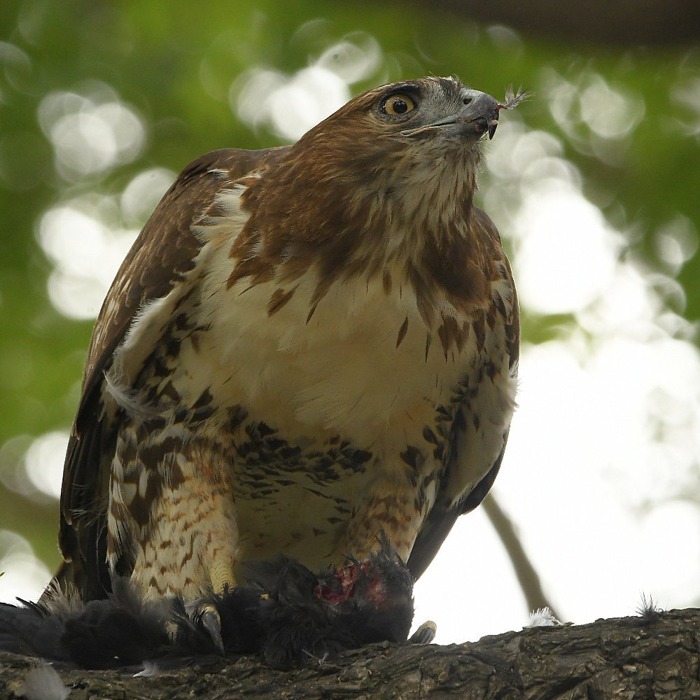 Hawk10.jpg