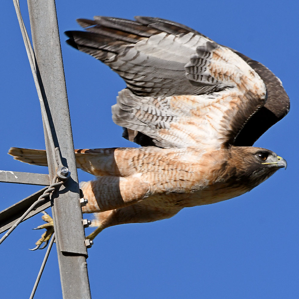Hawk10.jpg