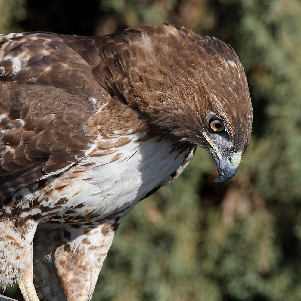 Hawk10.jpg