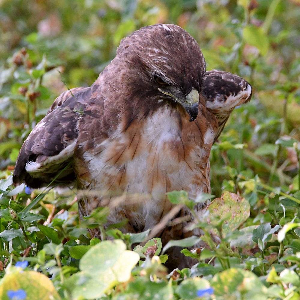 Hawk10.jpg