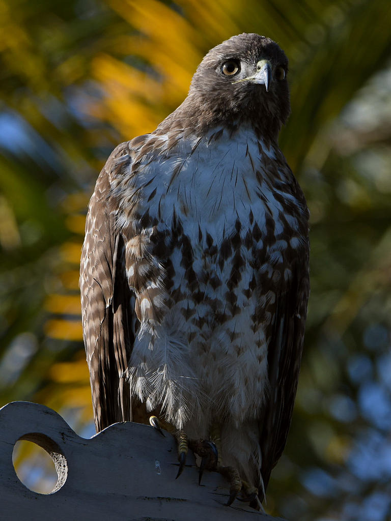 Hawk10.jpg