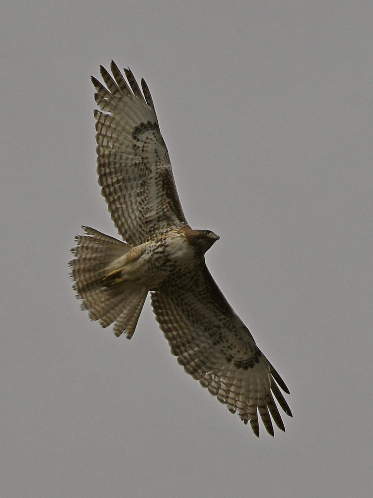 Hawk10.jpg