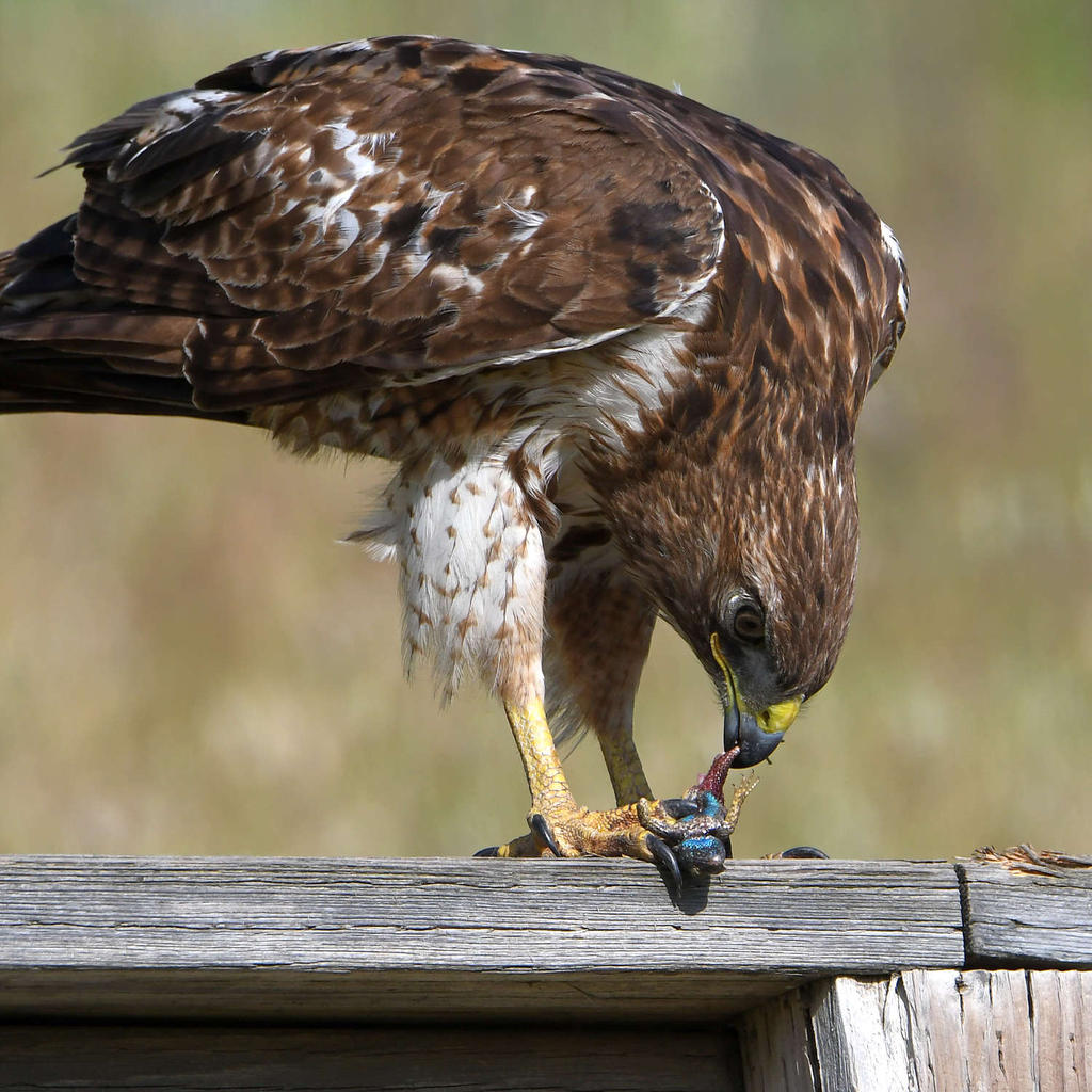 Hawk10.jpg