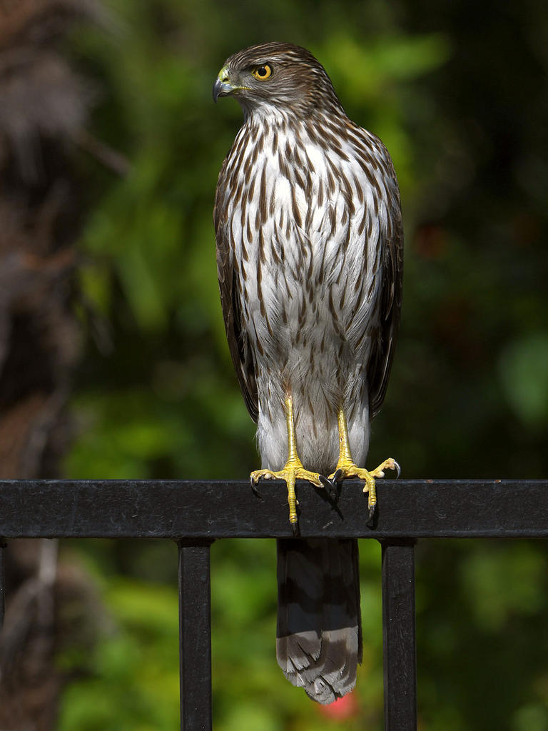 Hawk10.jpg