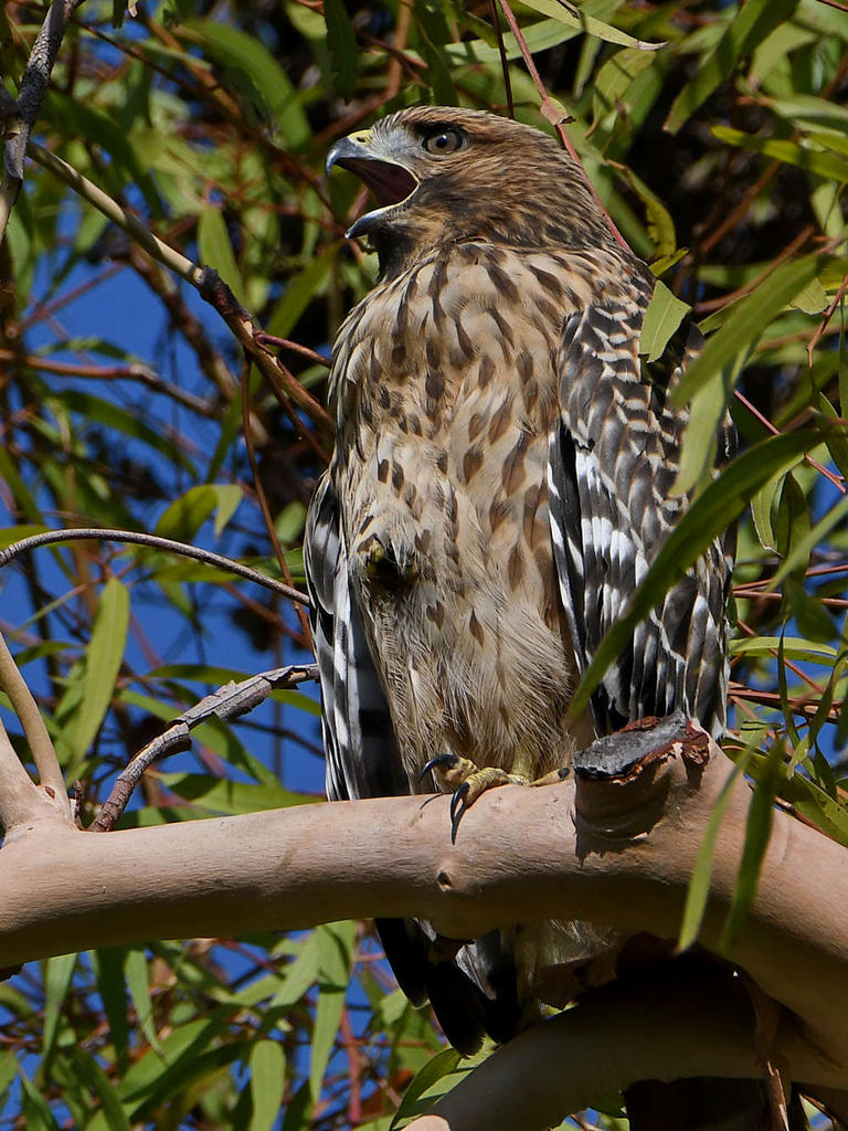 Hawk10.jpg