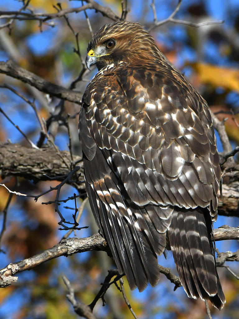 Hawk10.jpg