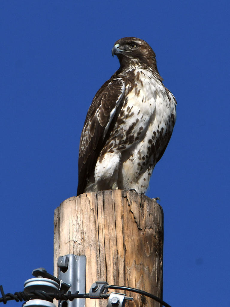 Hawk10.jpg