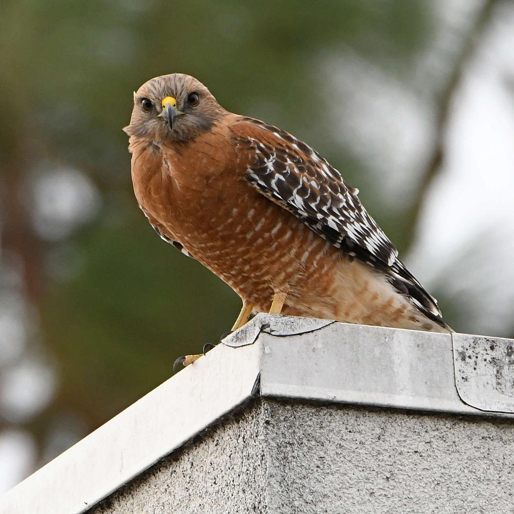 Hawk10.jpg