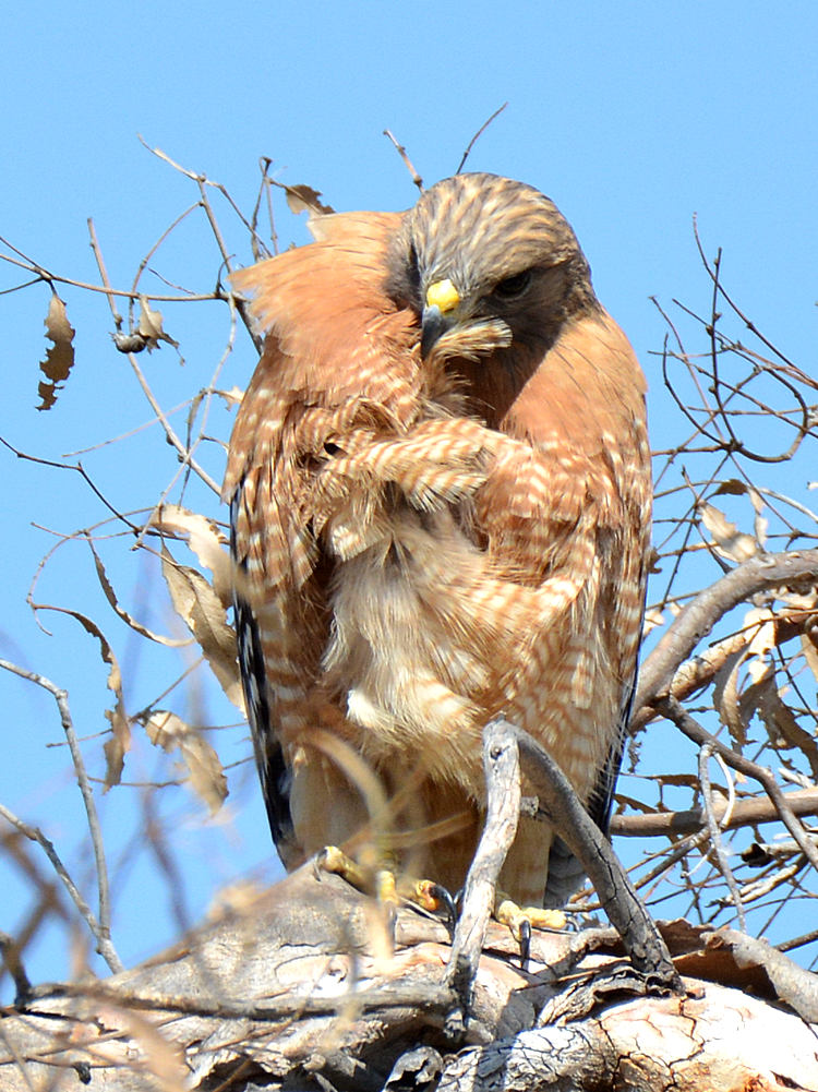 Hawk11.jpg
