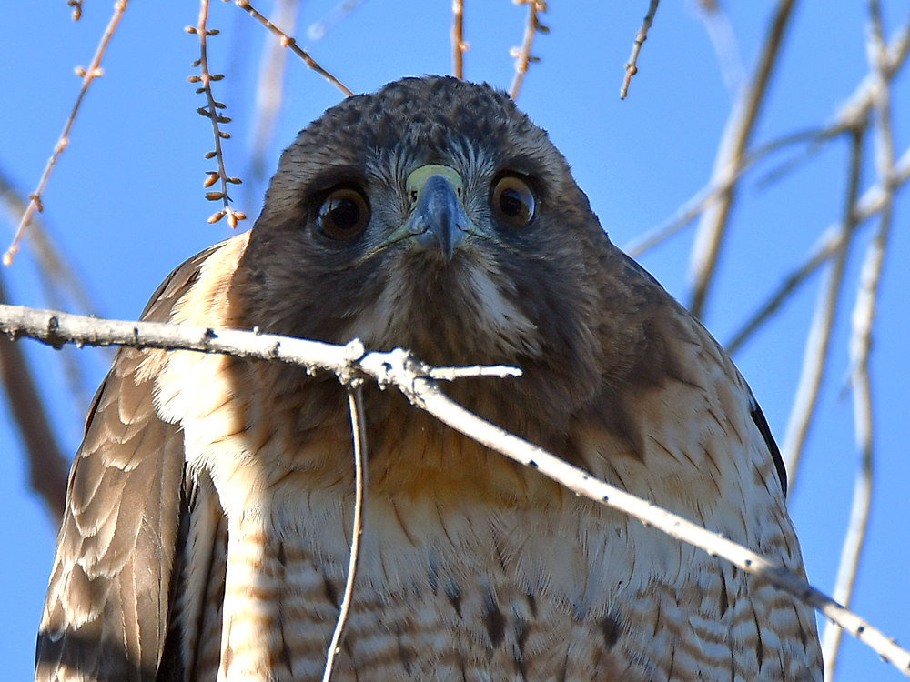 Hawk11.jpg
