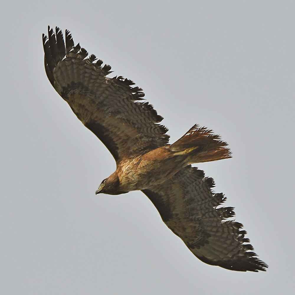 Hawk11.jpg