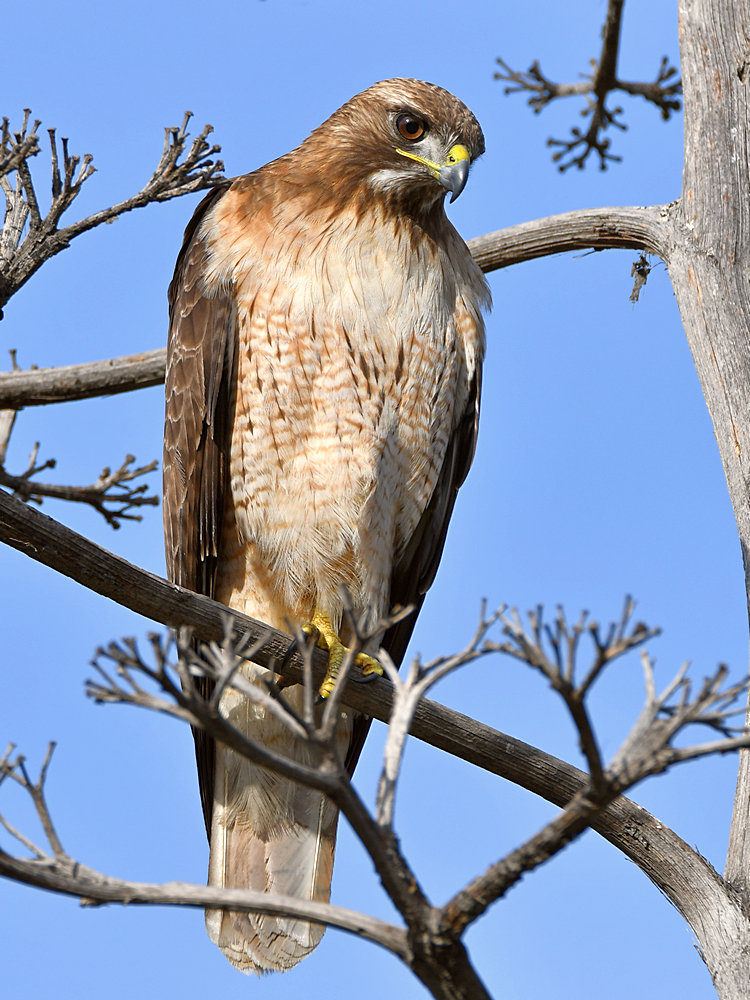 Hawk11.jpg