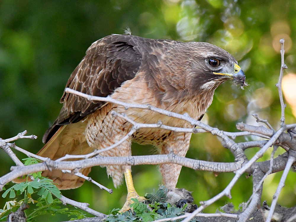 Hawk11.jpg