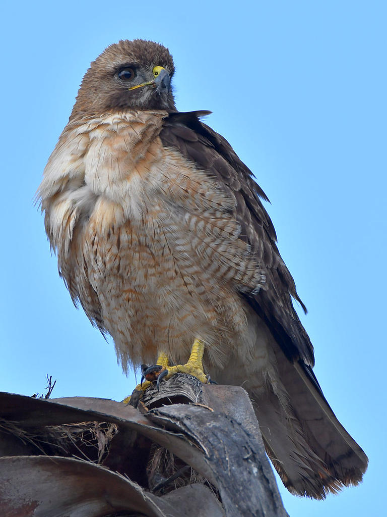 Hawk11.jpg