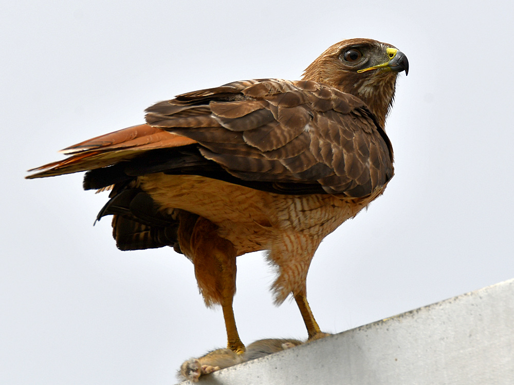 Hawk11.jpg